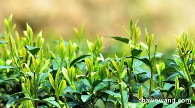 野生茶的功效与作用是什么 野生菊花茶的功效与作用