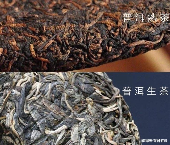 普洱茶分为生茶和什么两种类型