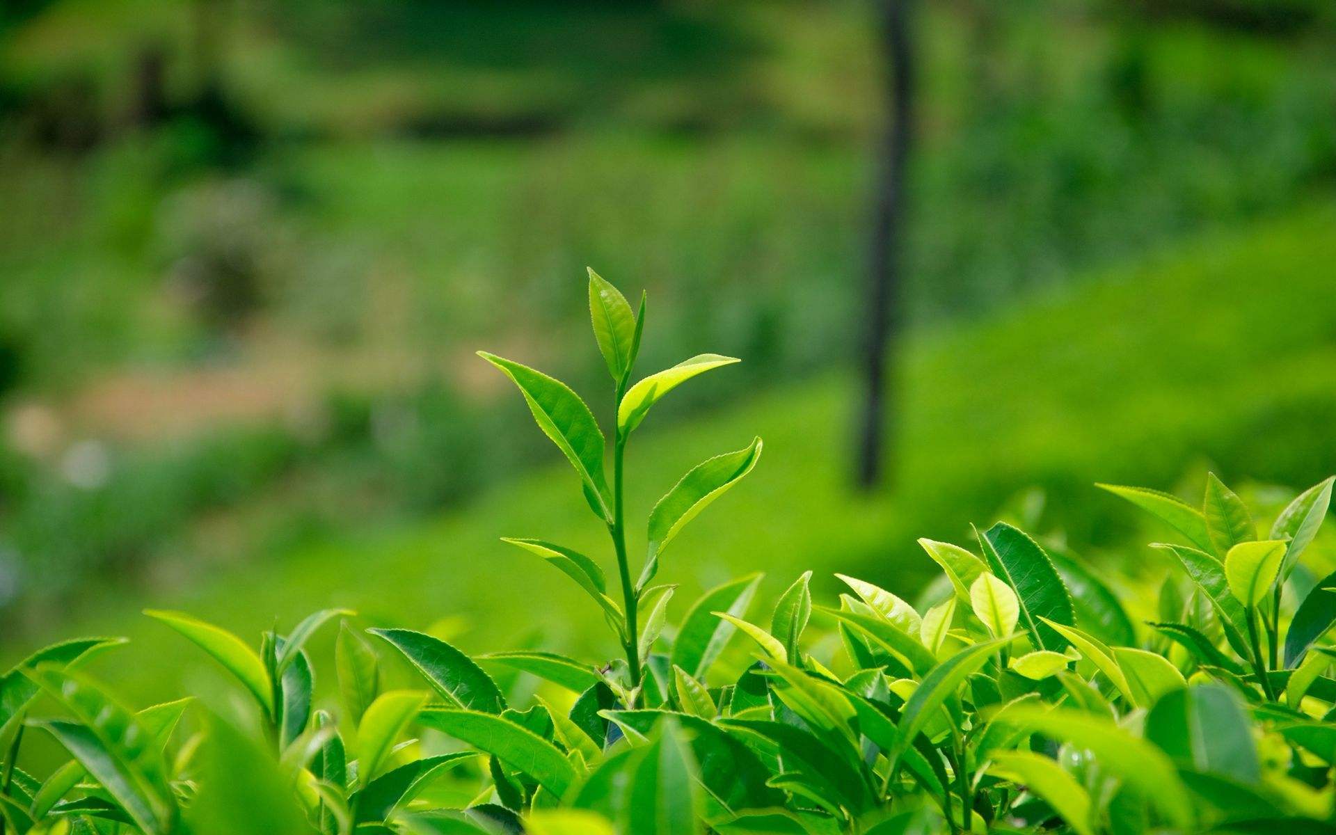 红茶和绿茶喝哪个更好，有什么区别