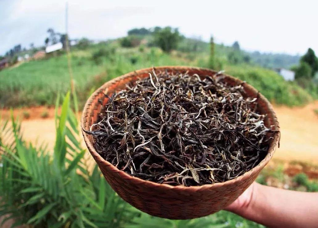 普洱熟茶和生茶的几个功效