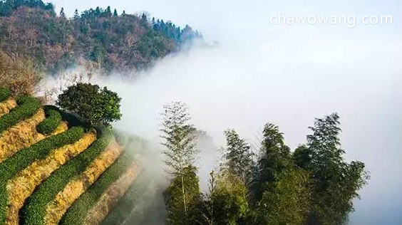 白毫银针只采单芽