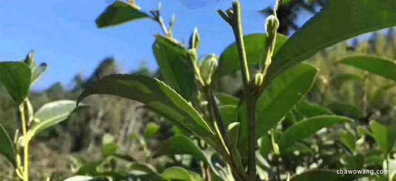 祁门红茶的等级 祁门红茶的简单泡法