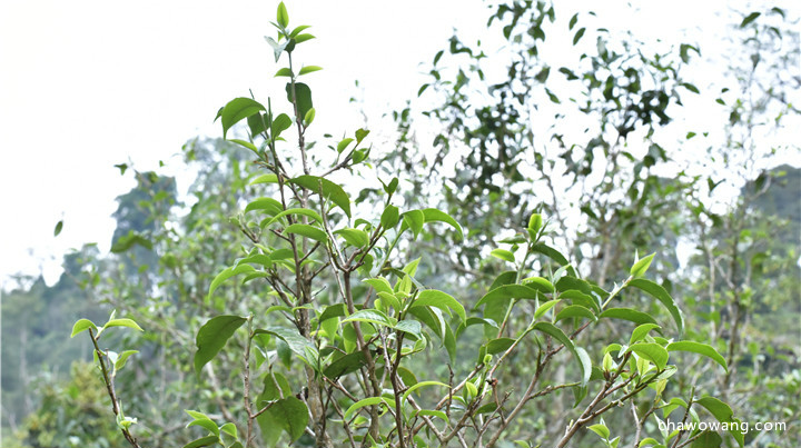 为什么说云南出好茶，普洱茶“得天独厚”？