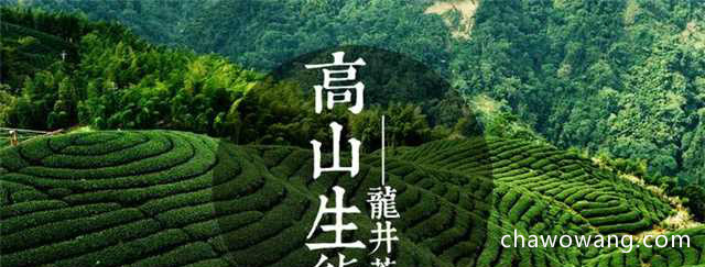 西湖龙井中的高档茶 普洱茶中的高档茶