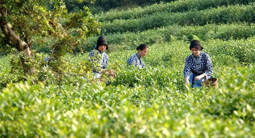 刚刚，今年洞庭碧螺春上市时间、价格发布！还有一个好消息！