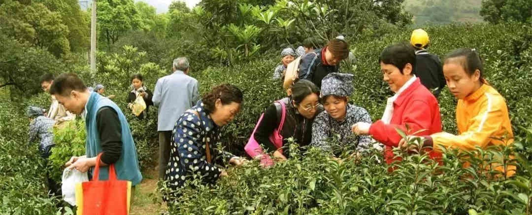 刚刚，今年洞庭碧螺春上市时间、价格发布！还有一个好消息！