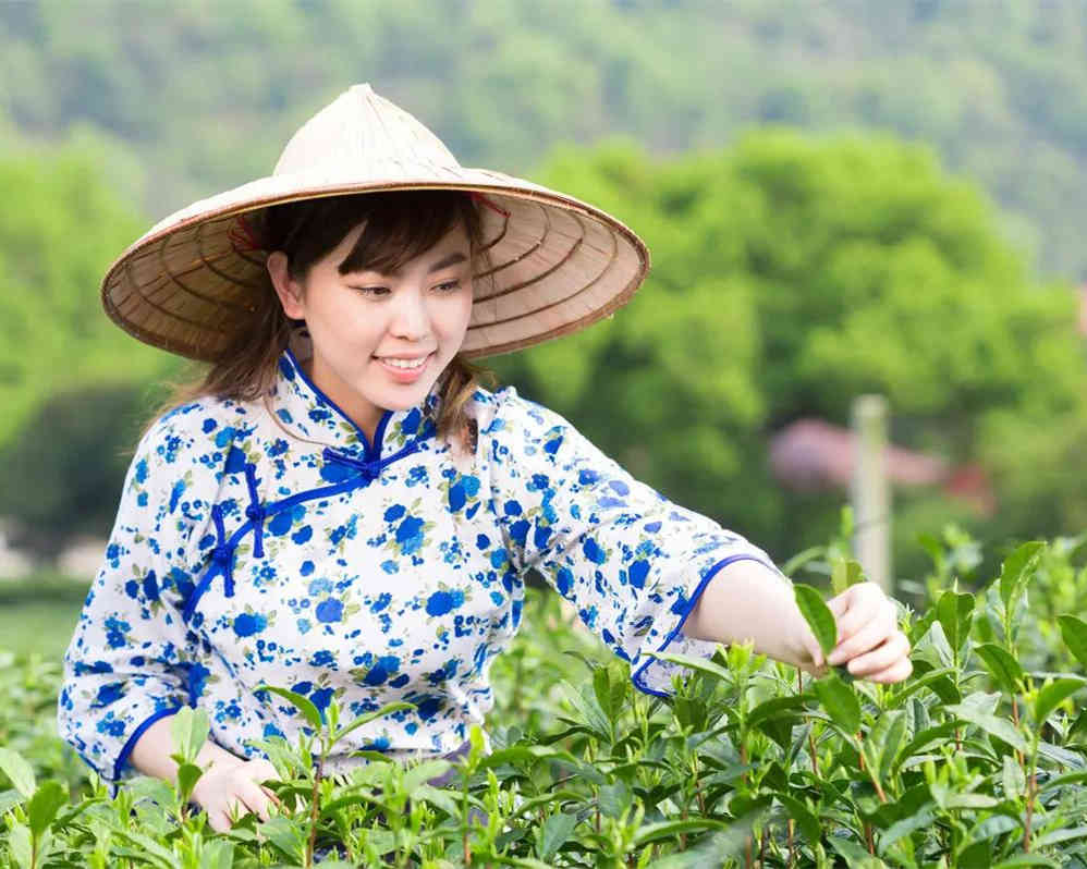 黄茶之：霍山黄芽