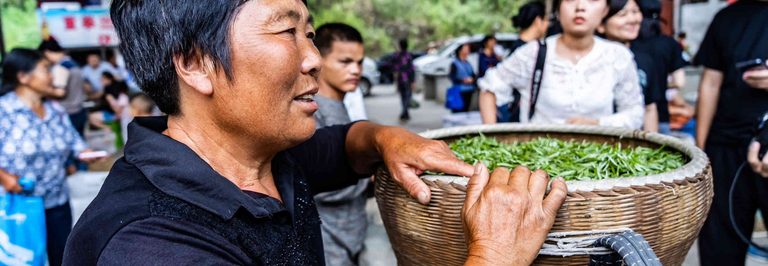 贵州四大名茶，这个县居然占两席，他们如何收购茶青的？