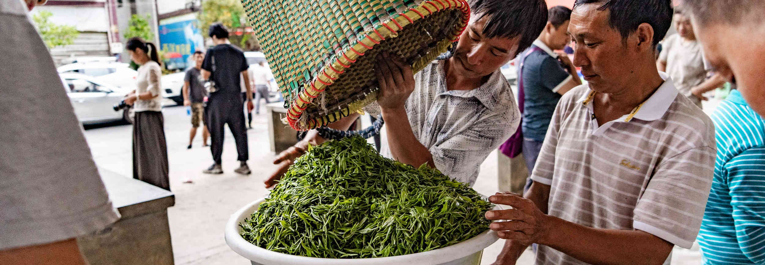 贵州四大名茶，这个县居然占两席，他们如何收购茶青的？