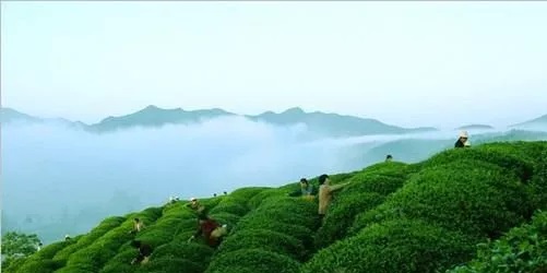 南岳云雾茶是什么茶