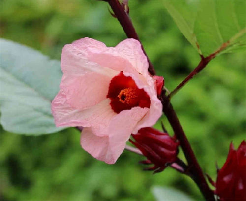 洛神花茶在哪买(寻找洛神花茶的购买渠道)