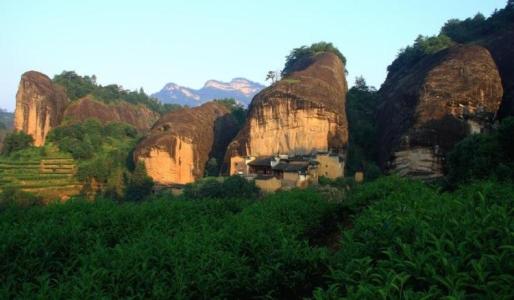 武夷山岩茶