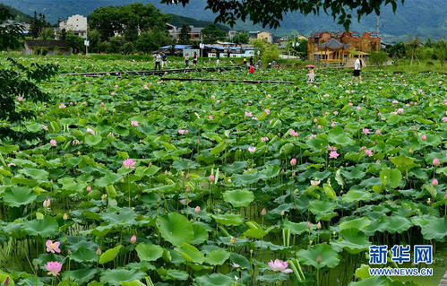 武夷山市佳艺岩茶厂