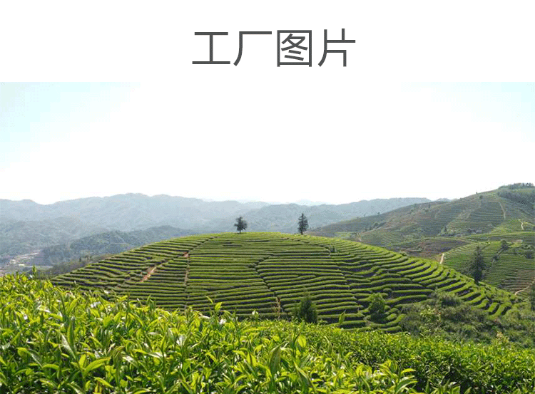 凤凰山单丛茶价